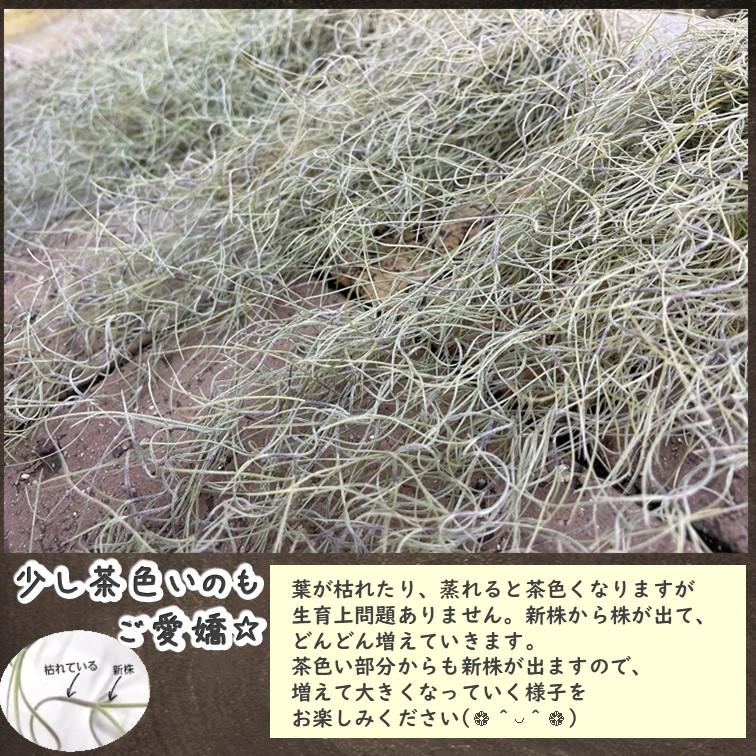 エアプランツ スパニッシュモス 2束 Tillandsia usneoides Spanish