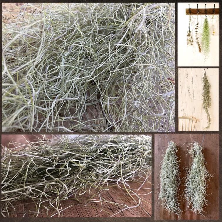 エアプランツ スパニッシュモス 2束 Tillandsia usneoides Spanish