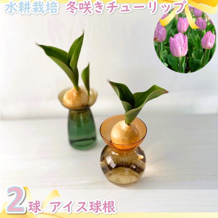 チューリップ 芽出し 球根 ピンク 2球 水栽培 アイス球根 水耕栽培