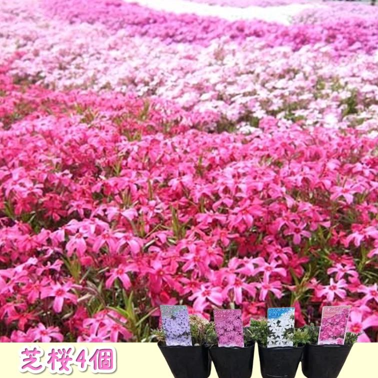 芝桜3号 おまかせMIX 4個セット 花苗 ガーデニング 園芸 寄せ植え 鉢花