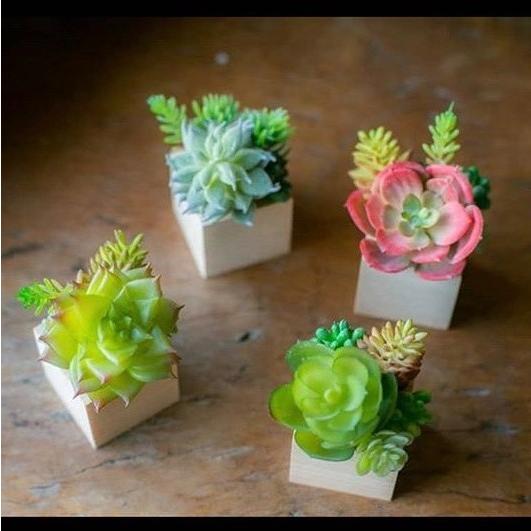 フェイクグリーン 多肉植物 カット苗 『たにくごっこ おまかせ1パック