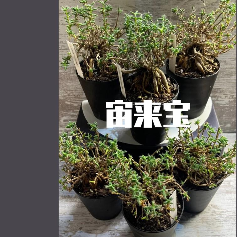 トリコディアデマ 宙来宝 紫晃星 紅姫小松 1個 塊 抜き苗 メセン 多肉