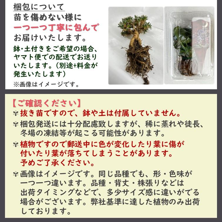 トリコディアデマ 宙来宝 紫晃星 紅姫小松 1個 塊 抜き苗 メセン