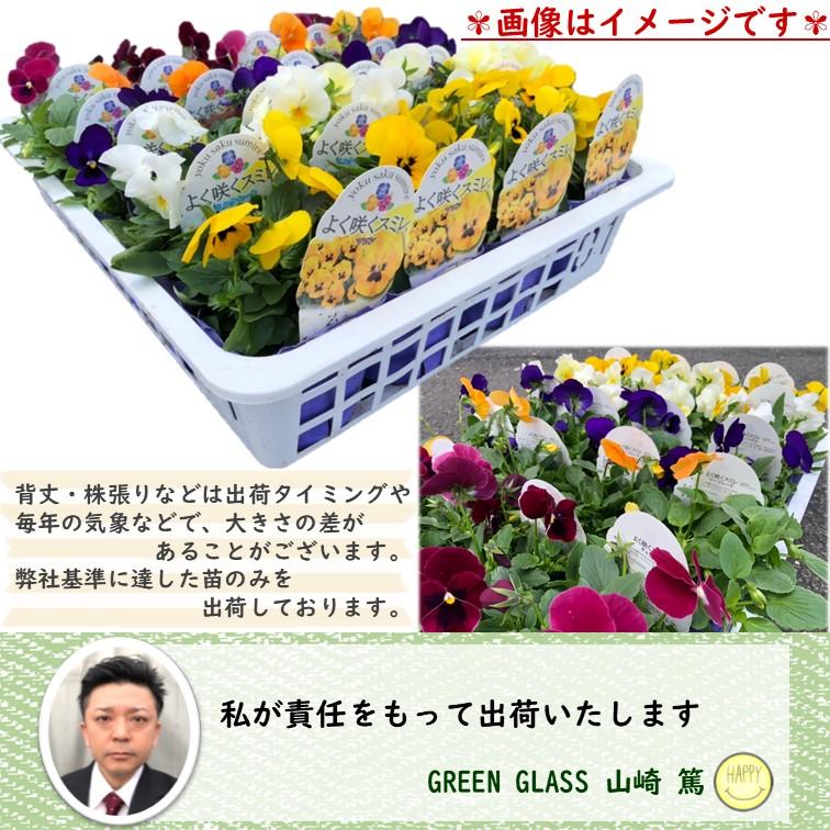 花苗 よく咲く スミレ苗 4個 パンジー ビオラ 3.5号ポット ※花色選べ