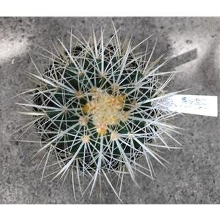 サボテン エノキカクタス 白刺金鯱 誕生日 風水 観葉植物 ギフト 鉢植