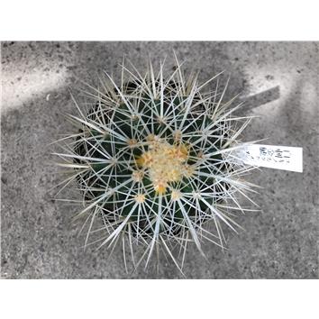 サボテン エノキカクタス 白刺金鯱 誕生日 風水 観葉植物 ギフト 鉢植