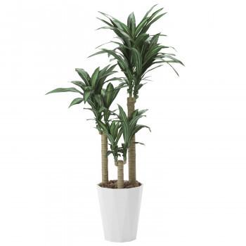 日本 安い 通販 幸福の木1 6m 同梱 代引不可 光触媒加工 光の楽園 人工観葉植物 Hope Days Yahoo ショッピング Ab Green 400a300 37 割引で購入 Equipos Silhh Com