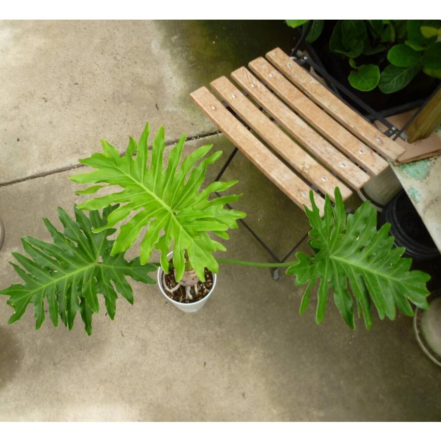 引き取り限定　フィロデンドロン　セローム　6号　幹曲がり　観葉植物 引き取り限定 フィロデンドロン セローム 6号 幹曲がり 観葉植物