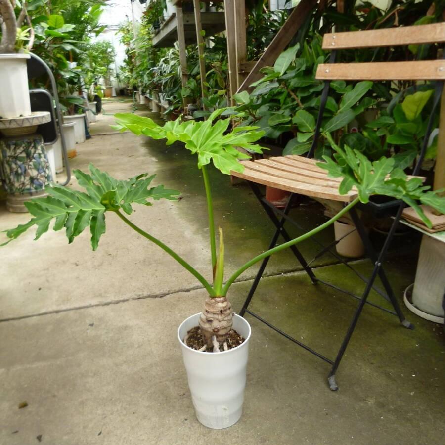 フィロデンドロン セローム 幹上がり 5号鉢 誕生日 風水 観葉