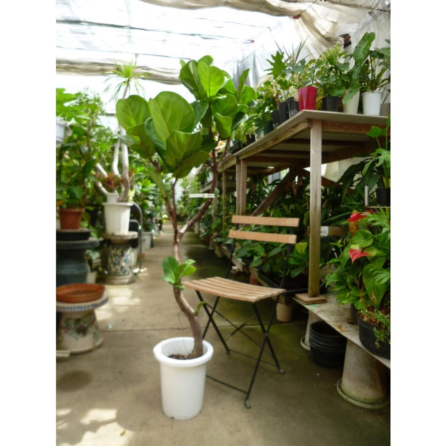カシワバゴム 曲がり 8号鉢 観葉植物 おしゃれ 大型 曲がり樹形 柏葉