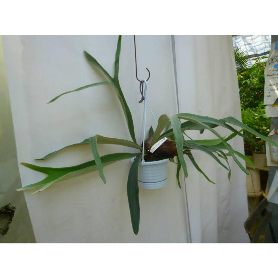 ［現品］H ビカクシダ　コウモリラン　観葉植物　室内 おしゃれ　吊り下げ コウモリラン（ビカクシダ）4号 吊り鉢 お買い得 誕生日 風水 観葉植物