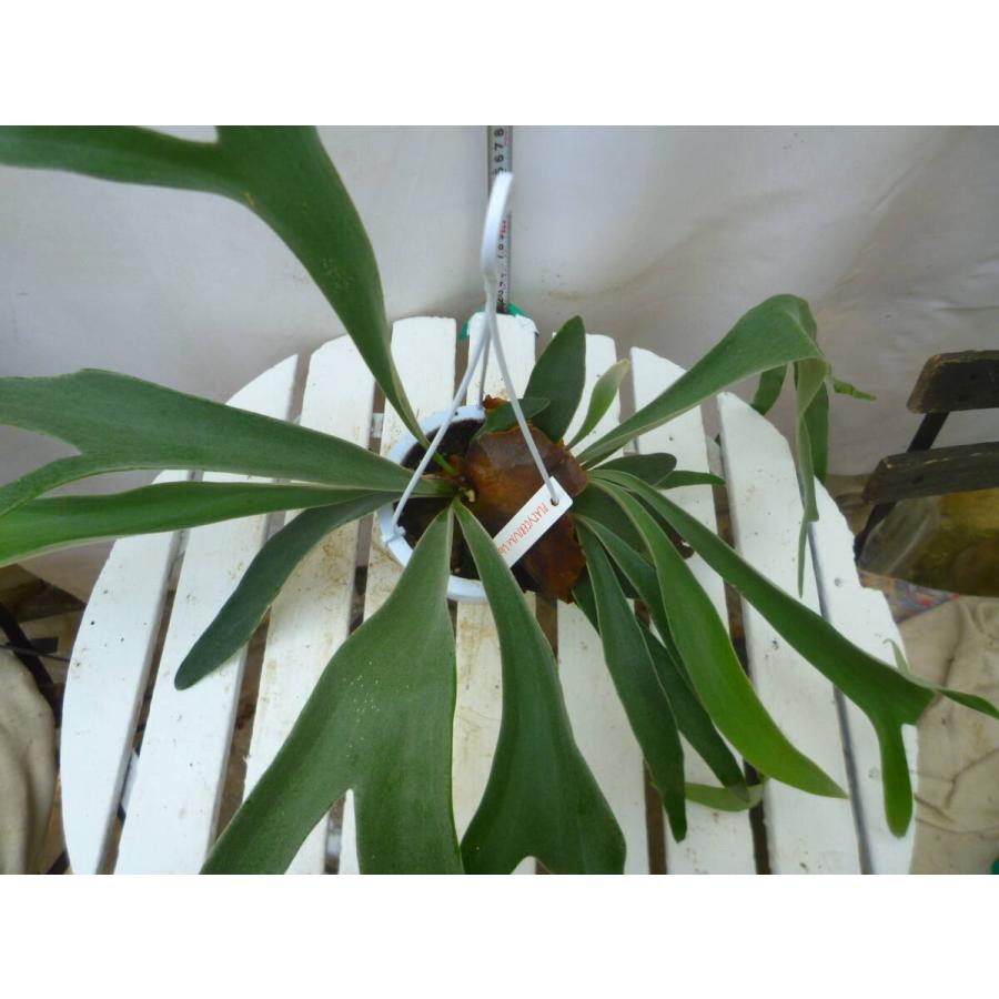 コウモリラン（ビカクシダ）4号 吊り鉢 お買い得 誕生日 風水 観葉植物