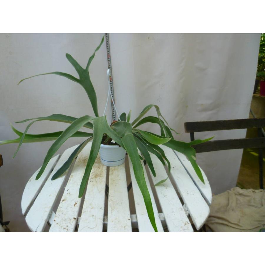 コウモリラン（ビカクシダ）4号 吊り鉢 お買い得 誕生日 風水 観葉植物