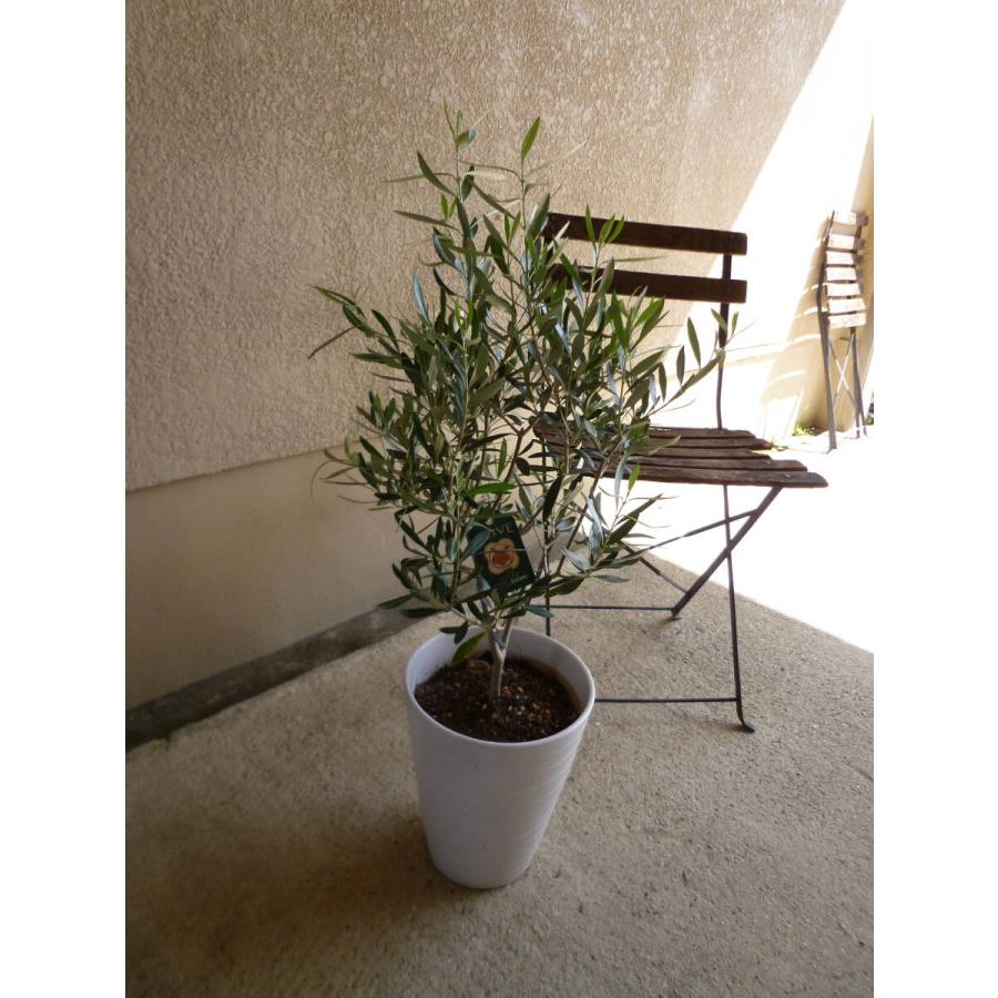 オリーブ シプレッシーノ 白陶器鉢 お買い得 誕生日 風水 観葉植物