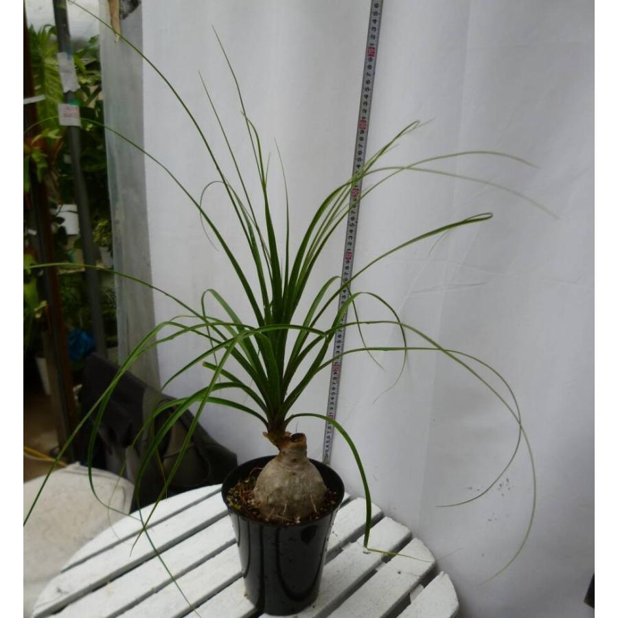 トックリラン ノリナ 5号鉢 お買い得 誕生日 風水 観葉植物 ギフト