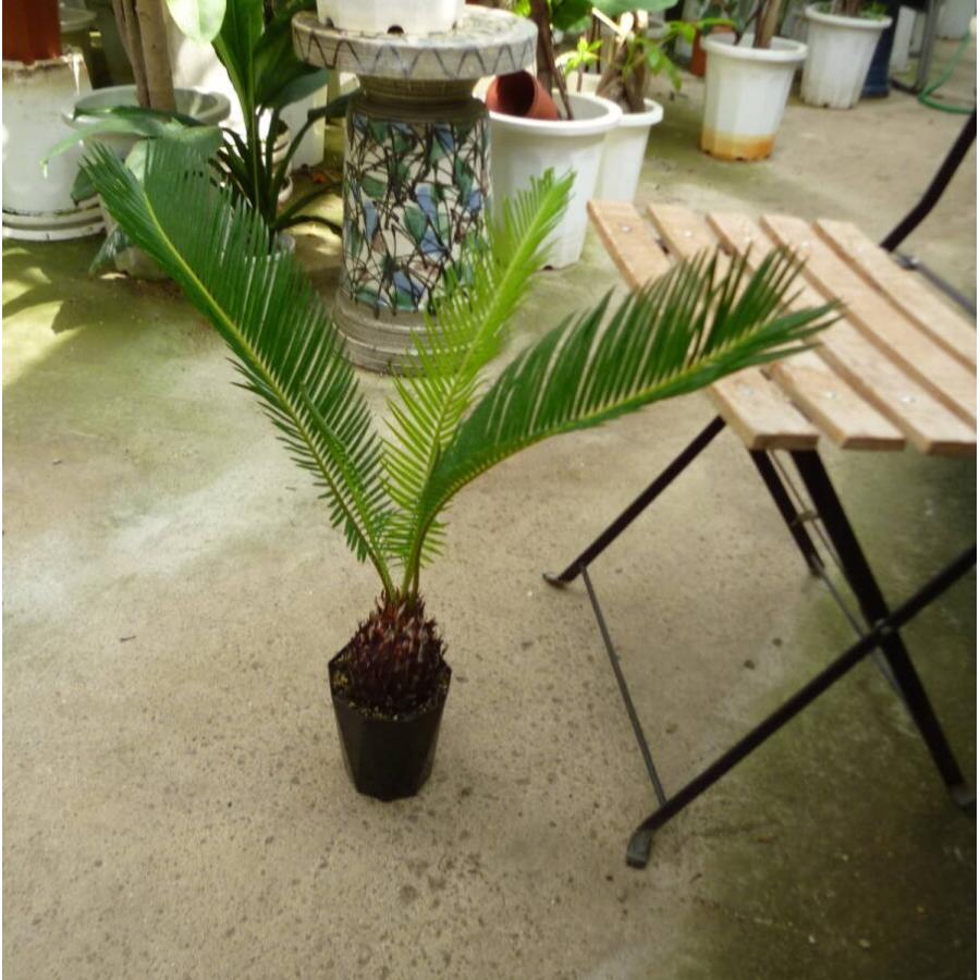 ソテツ　4号ポットつき　8株セット❗ ソテツ 【4】 ソテツ 4号ポットつき 8株❗ ② ソテツ 4号ポットつき