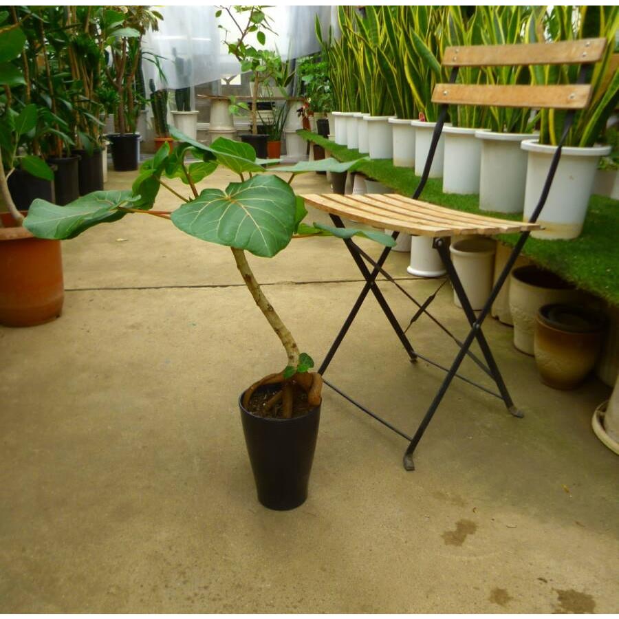 フィカス アブチリフォリア 5号鉢 観葉植物 インテリアグリーン 希少種