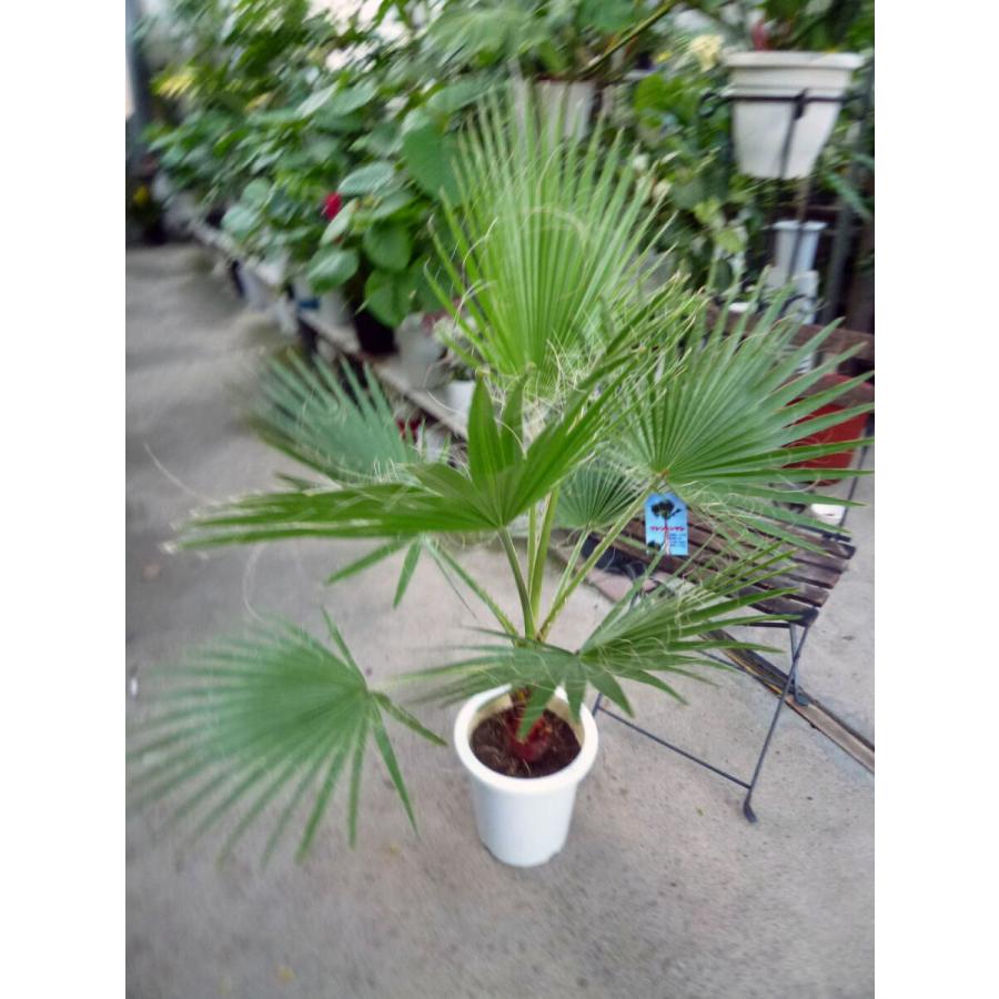 ワシントンヤシ　8号鉢つき　大株❗ ワシントンヤシ 8号鉢つき 大株❗
