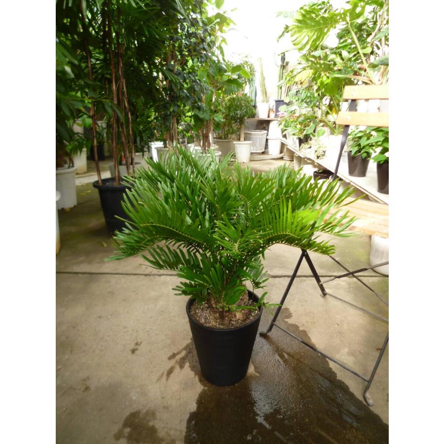 ザミア フロリダーナ 6号鉢 お買い得 誕生日 風水 観葉植物 ザミア フロリダーナ 6号鉢 お買い得 誕生日 風水 観葉植物