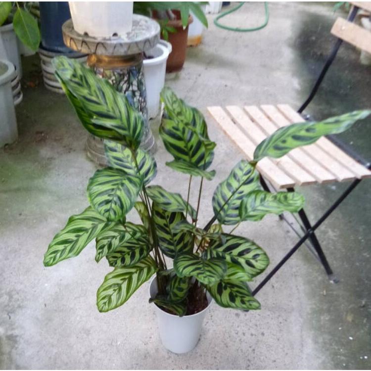 カラテア マコヤナ 6号鉢 お買い得 誕生日 風水 観葉植物 ギフト 鉢植