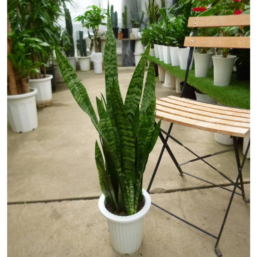 【ゼラニカ】観葉植物 サンスベリア・ゼラニカ 【観葉植物 大型8号鉢・リビングやオフィスの