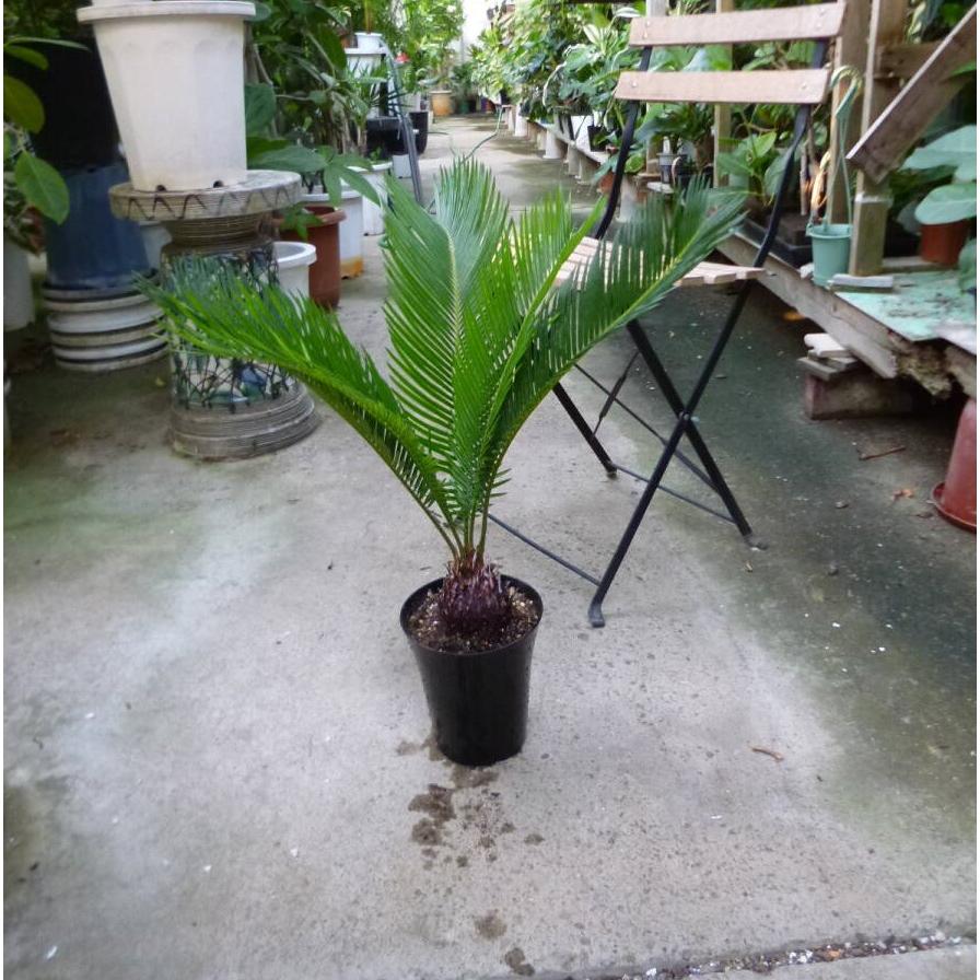 かわいい　ソテツ　蘇鉄　価格変更　お買い得 ソテツ (蘇鉄) 6号 白陶器鉢 鉢植え : 苗木部 花ひろばオンライン