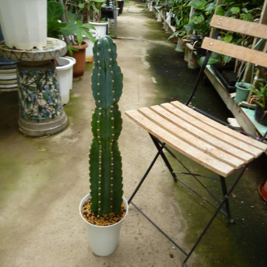 柱サボテン 1本立ち お買い得 誕生日 風水 観葉植物 ギフト 鉢植