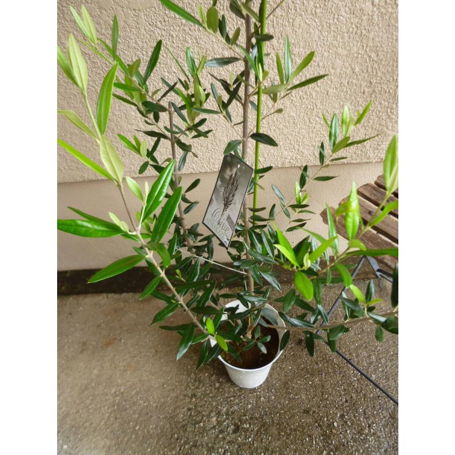 オリーブ ひなかぜ 7号鉢 簡単栽培 室内で楽しむ美しい観葉植物