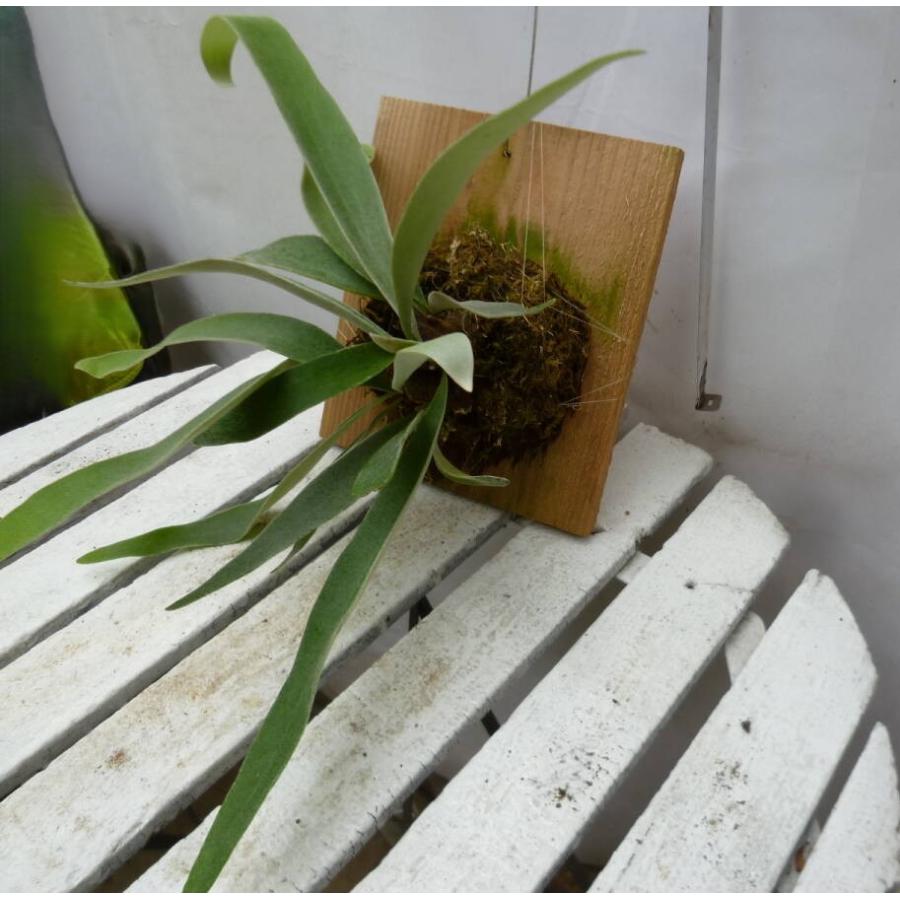 ビカクシダ(コウモリラン）ビーチ 板付け｜観葉植物