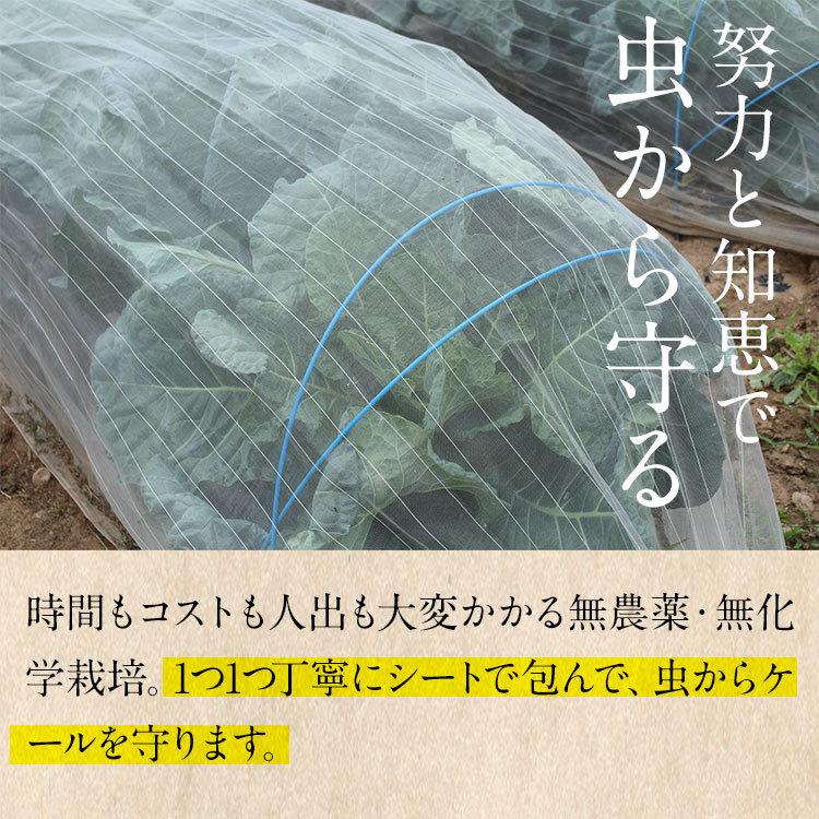 青汁 ケールの青汁 国産青汁 レモンの青汁 60袋 送料無料 1日分のビタミンC 免疫力 スーパーフード 大分県産 野菜不足 酵素青汁 ビーガン|greenhouse|09
