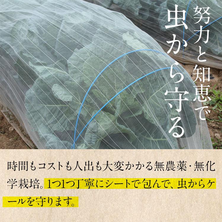 青汁 ケールの青汁 国産青汁 レモンの青汁 60袋 送料無料 1日分のビタミンC 免疫力 スーパーフード 大分県産 野菜不足 酵素青汁 ビーガン｜greenhouse｜09