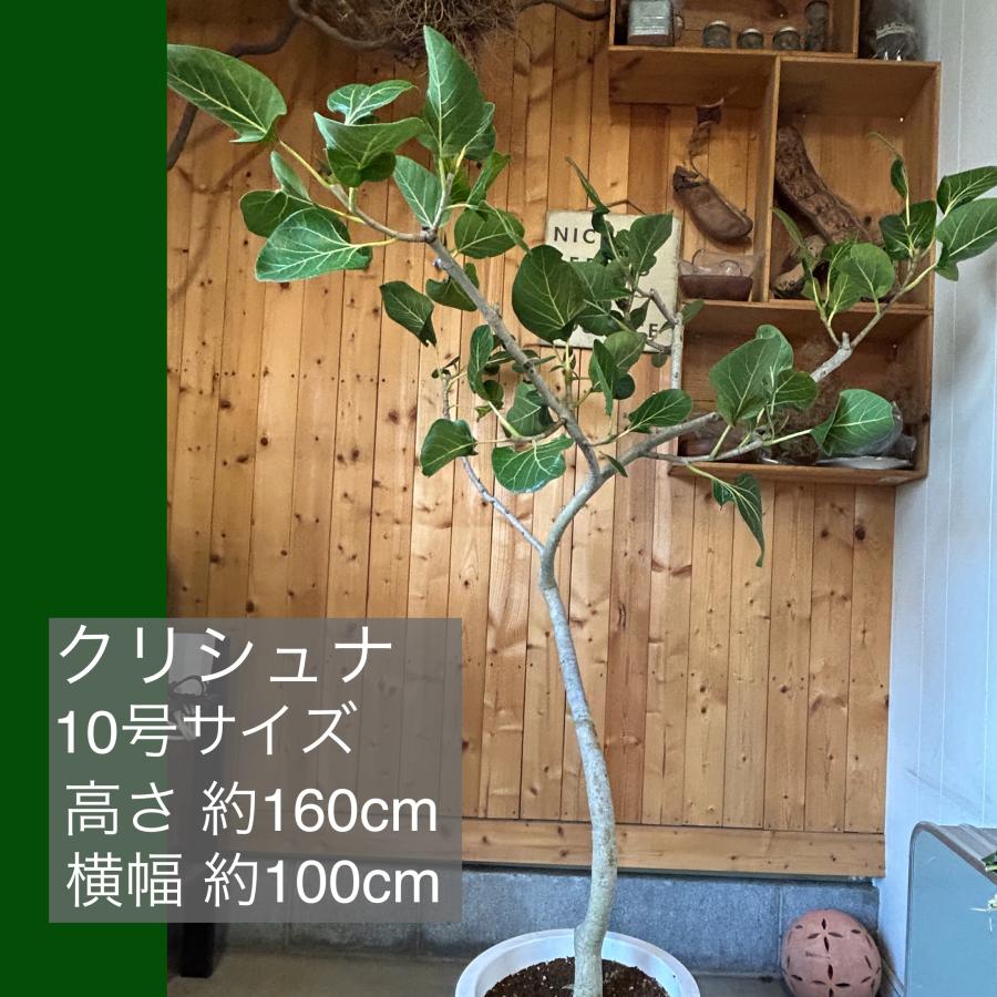 フィカス・クリシュナ 10号鉢 観葉植物 鉢植え インテリア フィカス・クリシュナ 10号鉢 観葉植物 鉢植え インテリア