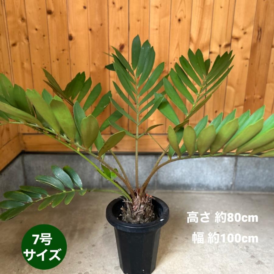 メキシコソテツ ザミア・プミラ 7号鉢 観葉植物 鉢植え メキシコソテツ ザミア・プミラ 7号鉢 観葉植物 鉢植え