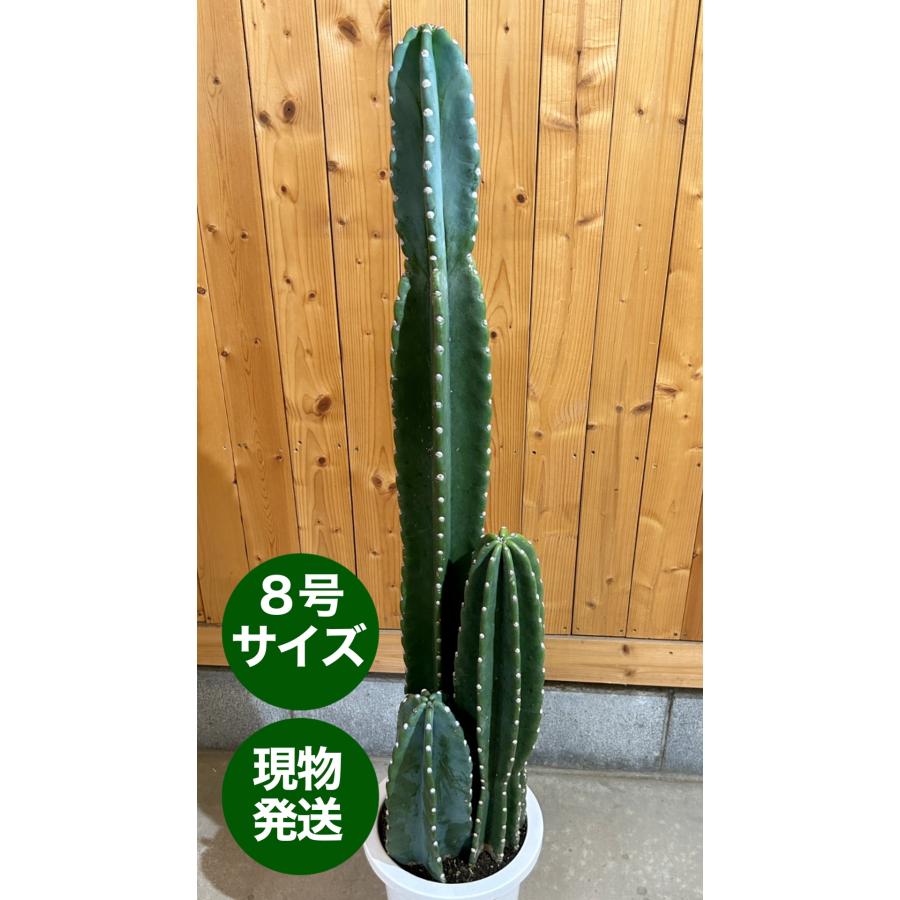柱サボテン セレウス 8号鉢 観葉植物 鉢植え インテリア インドア