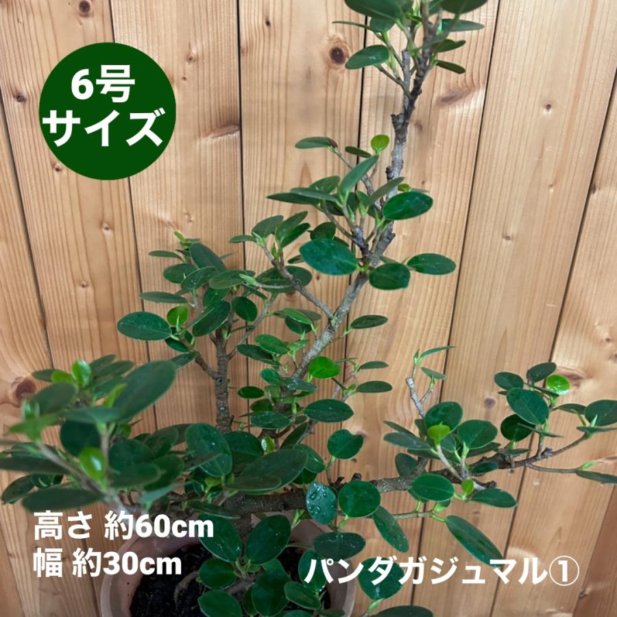 小倉園 パンダガジュマル 6号鉢 観葉植物 鉢植え インテリア 小倉園 パンダガジュマル 6号鉢 観葉植物 鉢植え インテリア