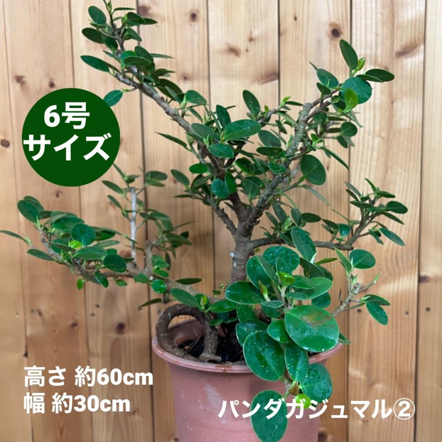 小倉園 パンダガジュマル 6号鉢 観葉植物 鉢植え インテリア 小倉園 パンダガジュマル 6号鉢 観葉植物 鉢植え インテリア
