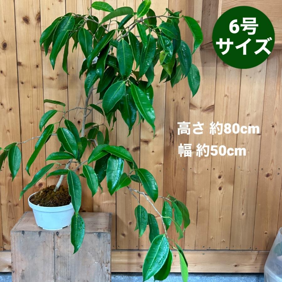 フィカス・ストリクタ　6号鉢　観葉植物　鉢植え　インテリア　グリーン　オリジナル　激レア　希少｜greenjamfoliageplant｜02