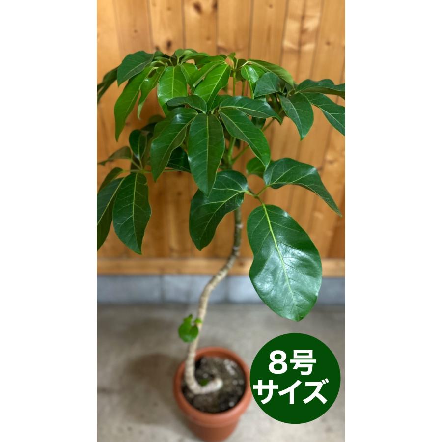 小倉園 ブラッサイア 8号鉢 観葉植物 鉢植え インテリア 小倉園 ブラッサイア 8号鉢 観葉植物 鉢植え インテリア