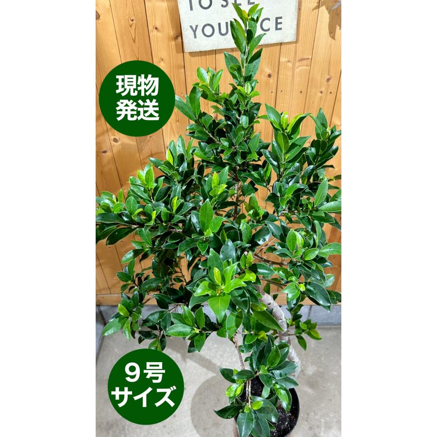 観葉植物 ガジュマル 観葉植物 ガジュマル 太幹大株 8号平鉢 受け皿付き 育て方説明書付き