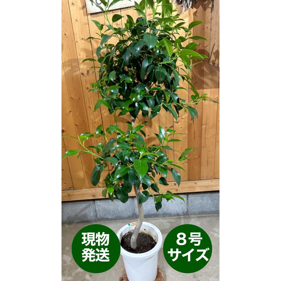 フィカス ジャンボリーフ 8号鉢 観葉植物 鉢植え インテリア インドア