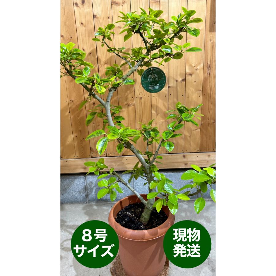 小倉園 フィカス・ユキ 8号鉢 観葉植物 鉢植え インテリア インドア