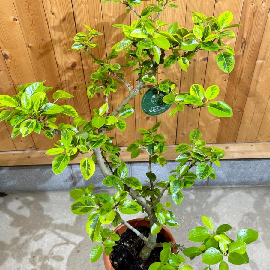 その他観葉植物 YUKI 観葉植物 ドラセナ 幸福の木 10号 ノーマル プラスチック鉢