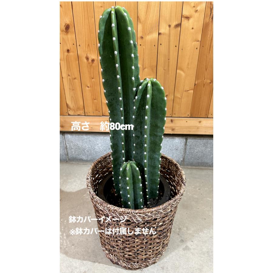 柱サボテン セレウス 8号鉢 観葉植物 鉢植え インテリア 柱サボテン セレウス 8号鉢 観葉植物 鉢植え インテリア