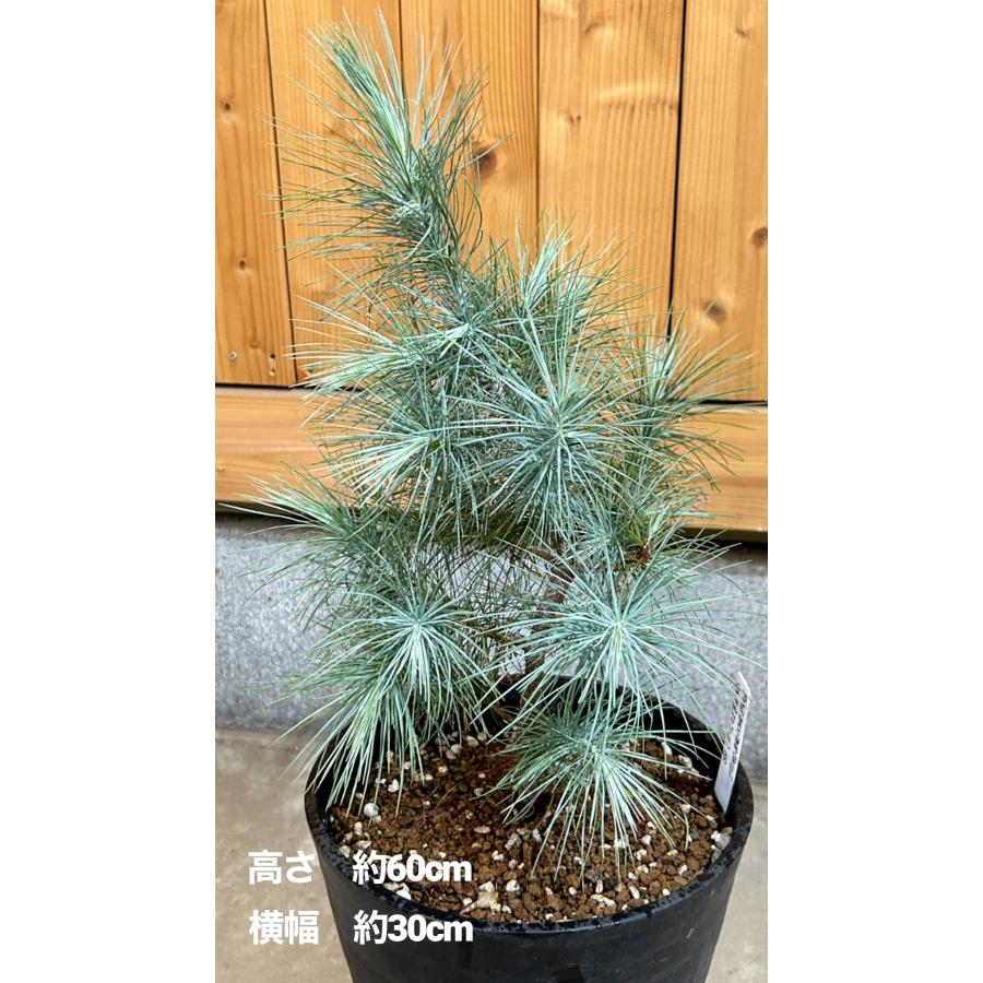 マルチネスピニョン松 7号鉢 観葉植物 鉢植え グリーン マルチネスピニョン松 7号鉢 観葉植物 鉢植え グリーン