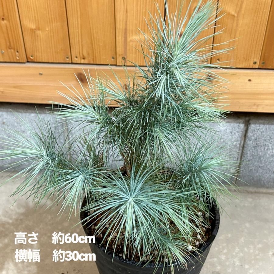 マルチネスピニョン松 7号鉢 観葉植物 鉢植え グリーン マルチネスピニョン松 7号鉢 観葉植物 鉢植え グリーン