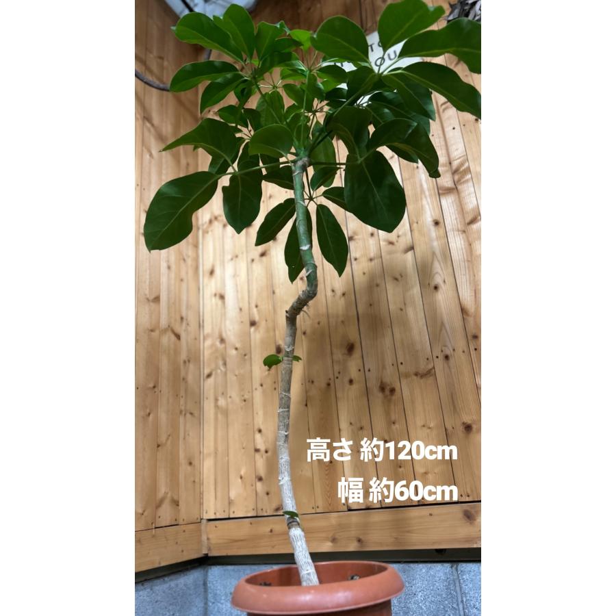 小倉園 ブラッサイア 8号鉢 観葉植物 鉢植え インテリア 小倉園 ブラッサイア 8号鉢 観葉植物 鉢植え インテリア