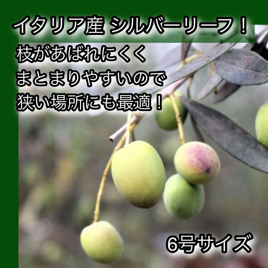 オリーブ　シプレッシーノ 141786480_o1.jpg?