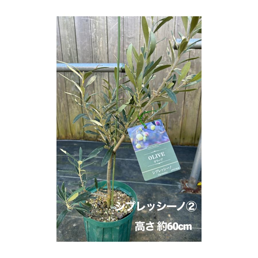 小倉園 オリーブ・シプレッシーノ 6号鉢 オリーブの木 鉢植え 小倉園 オリーブ・シプレッシーノ 6号鉢 オリーブの木 鉢植え
