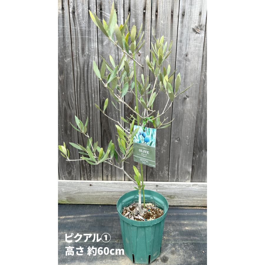 小倉園 オリーブ・ピクアル 6号鉢 オリーブの木 鉢植え 庭木 小倉園 オリーブ・ピクアル 6号鉢 オリーブの木 鉢植え 庭木