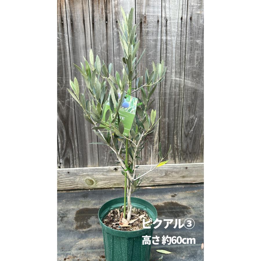 オリーブグリーン 花びら型鉢[1] 小倉園 オリーブ・ピクアル 6号鉢 オリーブの木 鉢植え 庭木 希少 現品